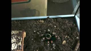 Mexican Red Knee Tarantula Grabs Cricket Slow Motion [upl. by Ithaman]