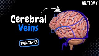 Cerebral Veins Deep amp Superficial  Diploic and Emissary Veins  Anatomy [upl. by Nikita452]