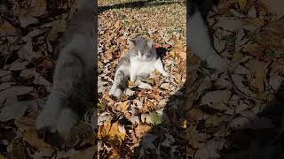 Meathead enjoying the nice fall weather cat rescuekitty cute cuteanimal [upl. by Olegnaid]