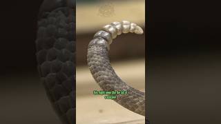 Neotropical Rattlesnake scorpion tail [upl. by Gustav]