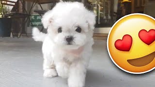 Bichon frise PUPPY is the cutest [upl. by Woody]