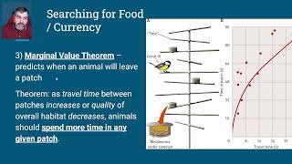 401d Optimal Foraging Theory  Currency Part 2 Animal Behavior [upl. by Dowell]