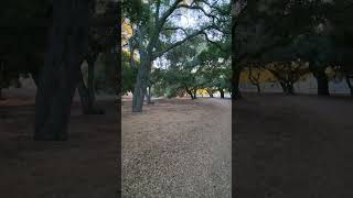 Canopied Oak Trees in Oakbrook Regional Park in Thousand Oaks [upl. by Lonni582]