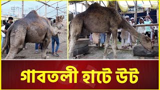 উটের দাম ৩৫ লাখ টাকা  CAMEL  Qurbani Hat [upl. by Kessler]