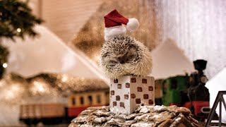 Hedgehog Christmas In 4K  DEVINSUPERTRAMP [upl. by Sena]