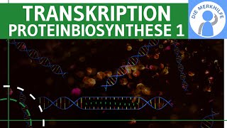 Transkription  Proteinbiosynthese 1  Ziel Ablauf amp Phasen einfach erklärt  Genetik Bio Abitur [upl. by Enilada435]