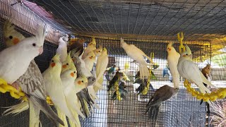 MY NATURAL AVIARY OF COCKATIEL BIRDS Secret to A Successful Cockatiel bird Breeding [upl. by Vacla]