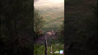 Florida deer hunting bowhunting hunting archery elitearchery nature deer r [upl. by Bary363]