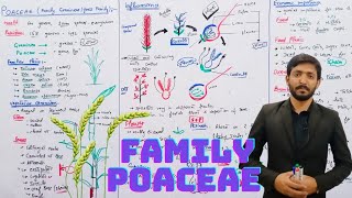 Family Poaceae Grass family or Graminae  Chapter 9  biology 11th and BSC ADP HINDIURDU [upl. by Atilem]