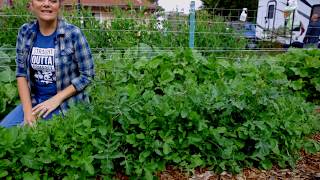 Extend your arugula harvest period with this trick [upl. by Yelknirb]