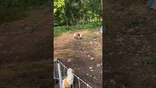 Stella and Hazelnut dot the Headbutt shorts babygoats play [upl. by Alleahcim]