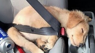 Funniest Golden Retriever PUPPIES will make you LAUGH ALL DAY 😁 Funniest Animal Videos [upl. by Oly]