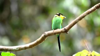 Longtailed Broadbill [upl. by Amer]