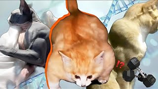 Muscle cat story [upl. by Schott]