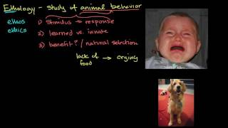 Ethology and animal behavior [upl. by Tiffa]