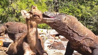 15 Brutal Moments When Komodo Dragons Hunt in The Wild [upl. by Rol]