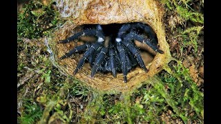 Finding the Malaysian trapdoor spider [upl. by Kenti60]