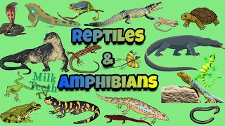 Reptiles and Amphibians explained with pictures  differences between Reptiles and Amphibians [upl. by Carole]