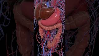 Peristalsis of the large intestine 3dmodel anatomy meded [upl. by Yentirb]