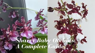 Oncidium Sharry Baby Orchids  The Chocolate Orchid 🍫 How do the Hybrids Differ A Complete Guide [upl. by Haley]