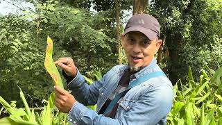 Leaf Blotch amp Leaf Spot diseases of turmeric identification and natural control [upl. by Franni607]