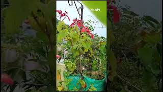 shorts  Mussaenda Plant Colorful flowers TerraceGarden etv [upl. by Ecirum]