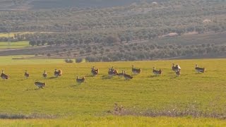 El reino de las avutardas en Torrejón de Velasco [upl. by Yma959]