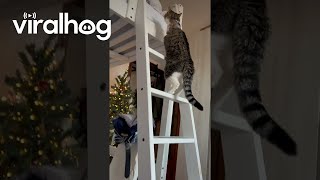 Recovering Three Legged Cat Climbs Bed Ladder After Surgery  ViralHog [upl. by Asyla]