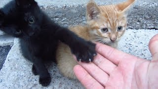 Kittens live under a concrete slab [upl. by Ttoile]