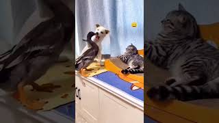 Funny Cat Voice cat catvideos funnyanimal shortsfeed animals comedy catvoice animalvideos [upl. by Dalt]