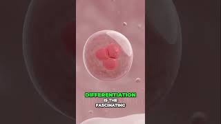 The POWER of Stem Cells Differentiation Journey RegenerativeMedicine FutureOfHealthcare biology [upl. by Elliven]