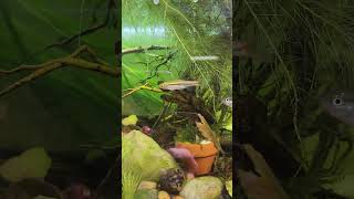 Nerite snail watch till the end [upl. by Yorker]