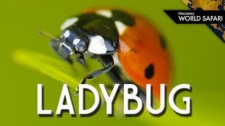 Ladybugs Come In Many Different Colors [upl. by Tracay]