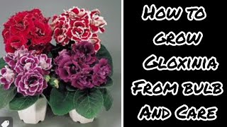 How To Grow Gloxinia From Bulb  Care And soil Mix  terracegardenwithadenium2098 [upl. by Nolahc449]