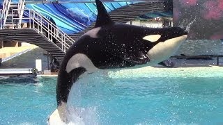 One Ocean at SeaWorld San Diego 32114 Part 1 [upl. by Rudwik]