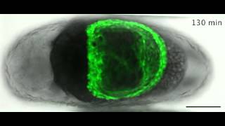 ZEISS ApoTome Tribolium late serosal morphogenesis [upl. by Cal]