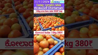 Chintamani tomato market rates kolar tomato market rates tomato rates today Kolar Chintamani [upl. by Lupee]