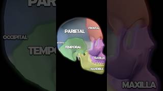 Skull Anatomy 101 Palatine Mandible Temporal Parietal Bones [upl. by Lucille]