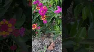 Lantanas The Final Summer Reflection [upl. by Cannon17]