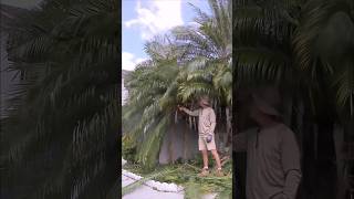 Fast Trimming Mini Palm Trees [upl. by Yardna]