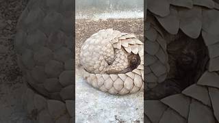 How Do Pangolins Protect Themselves from Predators shortvideo [upl. by Neetsyrk]