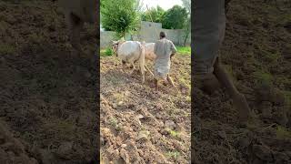 Old ploughing method in fields shortsfeed oldisgold shorts [upl. by Nesnah]