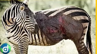 A luta da Zebra pela sobrevivência na África Selvagem [upl. by Lonee]