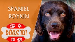 Dogs 101  SPANIEL BOYKIN  Top Dog Facts About the SPANIEL BOYKIN [upl. by Ahsener]