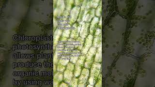 Chloroplasts in Elodea an aquatic plant photosynthesis plantbiology chloroplasts microscope [upl. by Oicnevuj698]