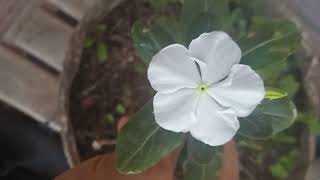 المشخص في البيطرة نبات الونكا الوردي و اسمه العلمي هو Catharanthus roseus ممكن أن يكون ساما للأغنام [upl. by Pelagia]