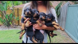 Doberman Puppies Birth to 8 weeks old [upl. by Mayor]