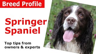 English Springer Spaniel Dog Breed Guide [upl. by Onailimixam]