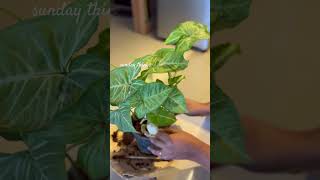 make syngonium bushy youtubeshorts ytshorts shorts indoorplanting syngoniums [upl. by Akkimat]