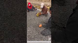 Dried sunflower seeds are threshed by tapping [upl. by Yorztif]